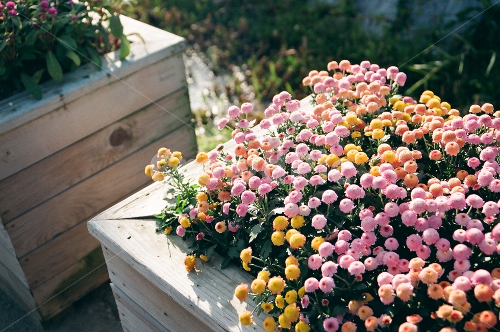 화단,꽃,귀여운,싱그러운,알록달록한,하늘공원,필름사진,plant,식물,flower,filme,filmephotography