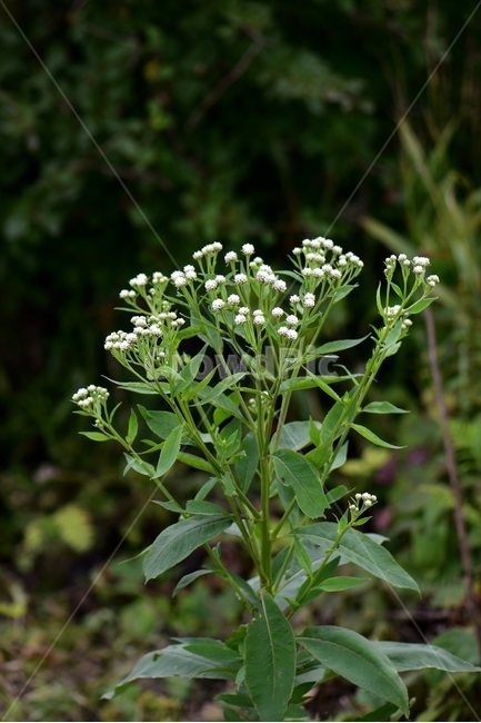 각시취,야생화,식물,자연,꽃,생태,힐링,플라워,wildflower,flower,plants,nature,season,감성,느낌,emotion,feeling,여름,초롱꽃목,국화과,취나물속,식물,자연,plants,nature,꽃,flower