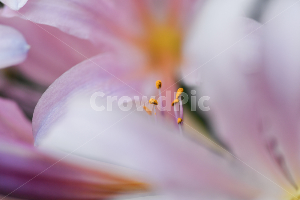 꽃,꽃가루,꽃잎,식물,예쁜꽃,꽃수술,식물,자연,plants,nature,꽃,flower