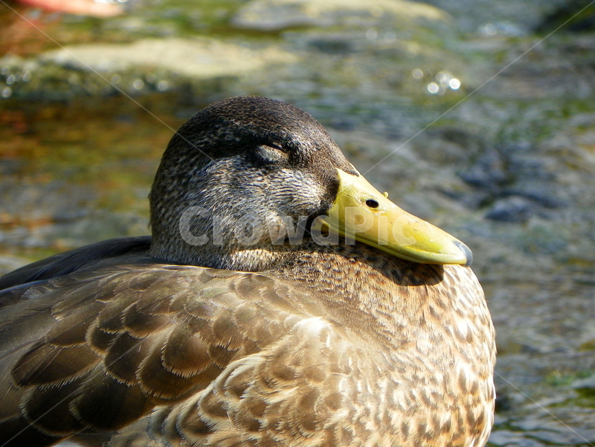 오리,조류,부리,날개,깃털,duck,일광욕,잠,eye,청둥오리