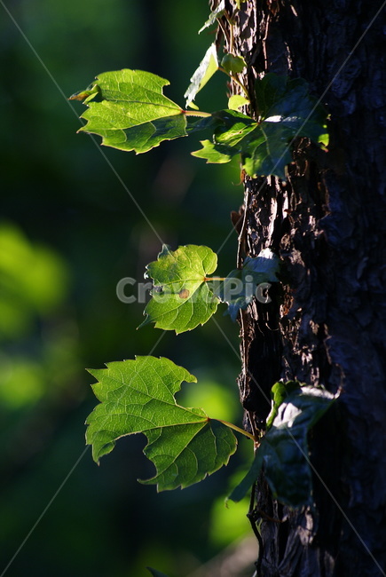 나뭇잎,햇살,빛바랜,아침,숲속,식물,자연,plants,nature,휴식,힐링,rest,relaxation,healing