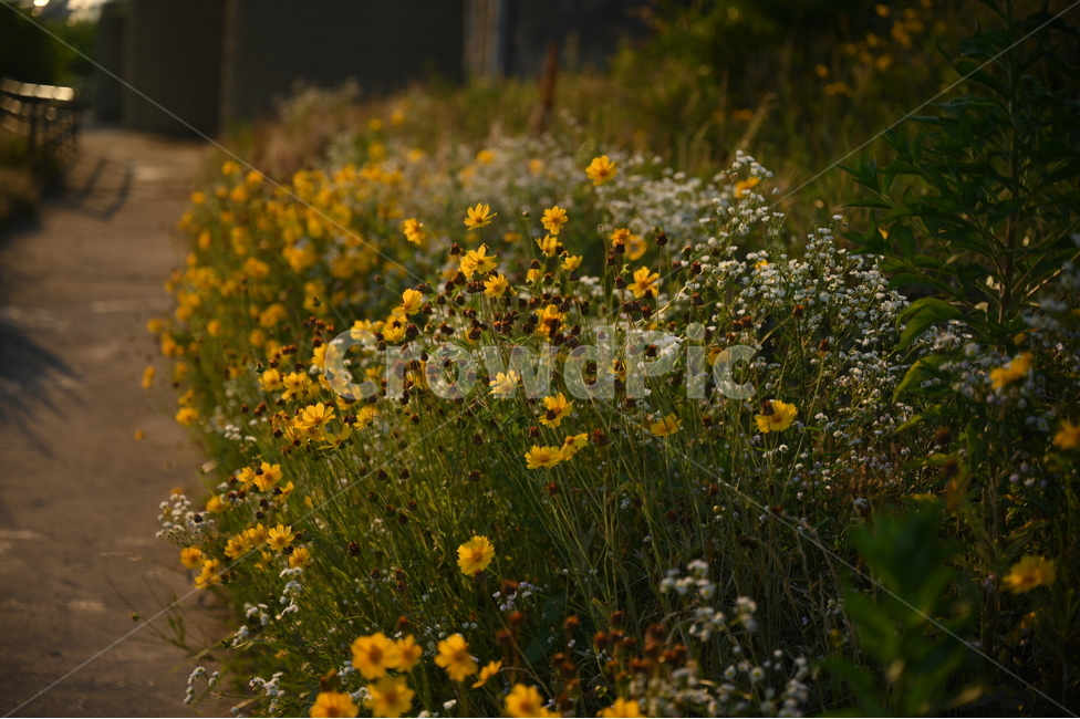 꽃,골든아워,자연,풍경,goldenhour