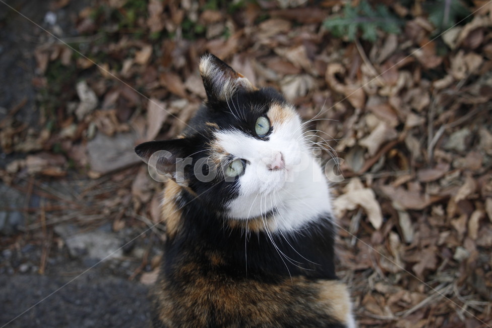 길고양이,고양이,길냥이,외로움,휴식,묘생,냥이,묘,길거리,고양이들,동물,animal,고양이,cat,kitten,kitty