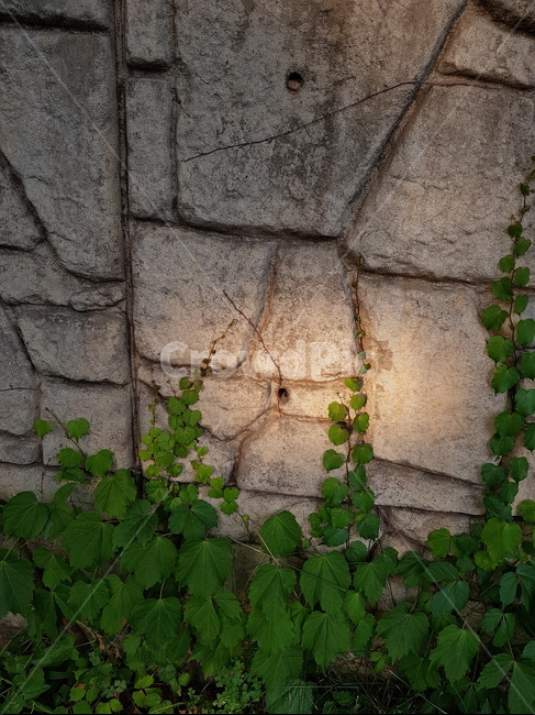 plant,식물,덩쿨,벽,돌벽,돌,빛,조명