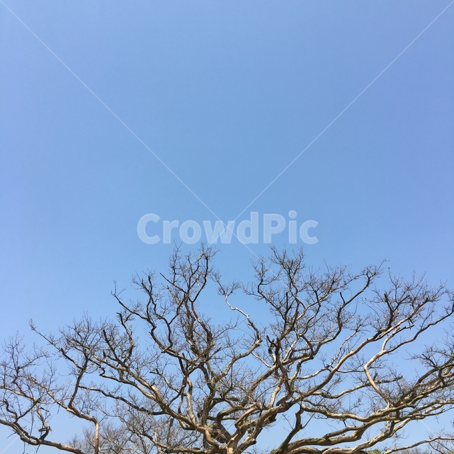 tree,나무,plant,하늘,가시,식물,자연,plants,nature,나무,trees,wood