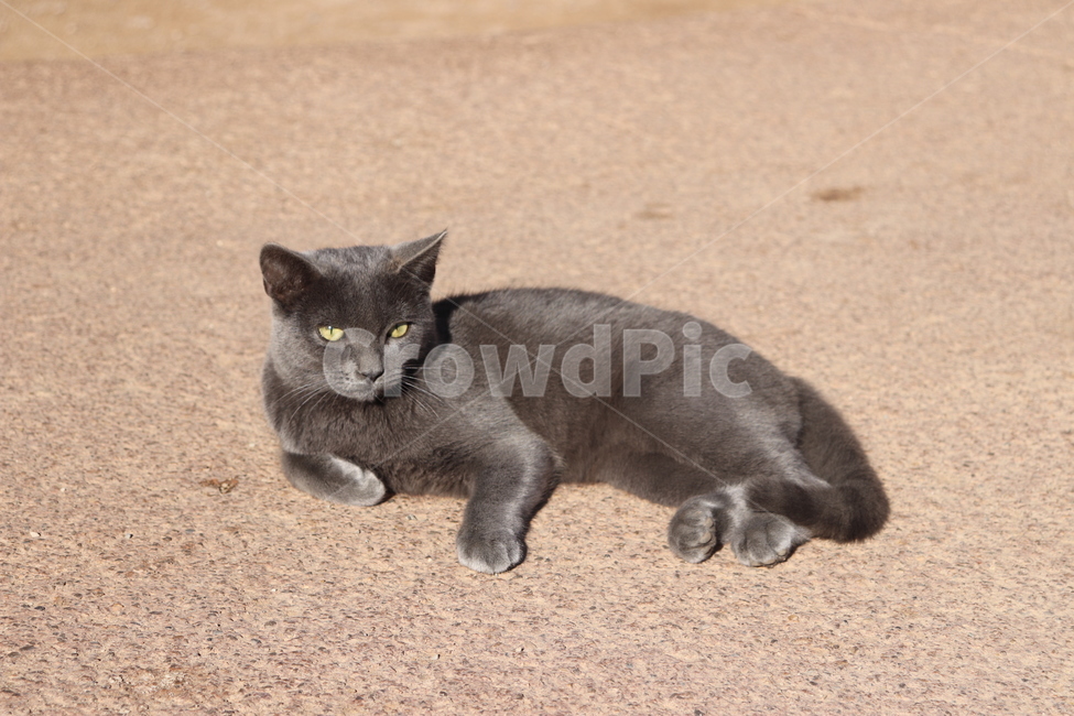 고양이,길고양이,회색고양이,cat,동물,나른함,일광욕,길,맑은날,냐옹이,street,graycat,동물,animal,포유류,mammal,고양이,cat,kitten,kitty