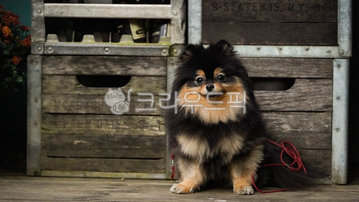 강아지,까만강아지,포메라니안,정원,인형,곰돌이,가을,앉아있는,달려오는강아지,걷는,다리,블랙탄,상자,빈티지