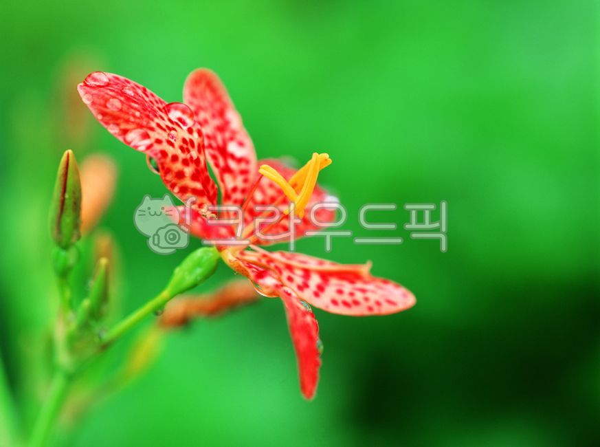 꽃,봄,식물,꽃밥,빨강꽃