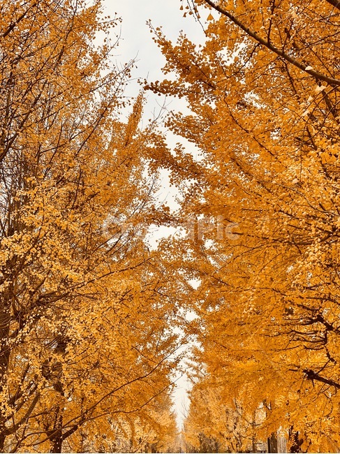 나무,tree,단풍,잎,leaf,식물,은행나무,은행,강천섬,가을,계절,fall,autumn,season