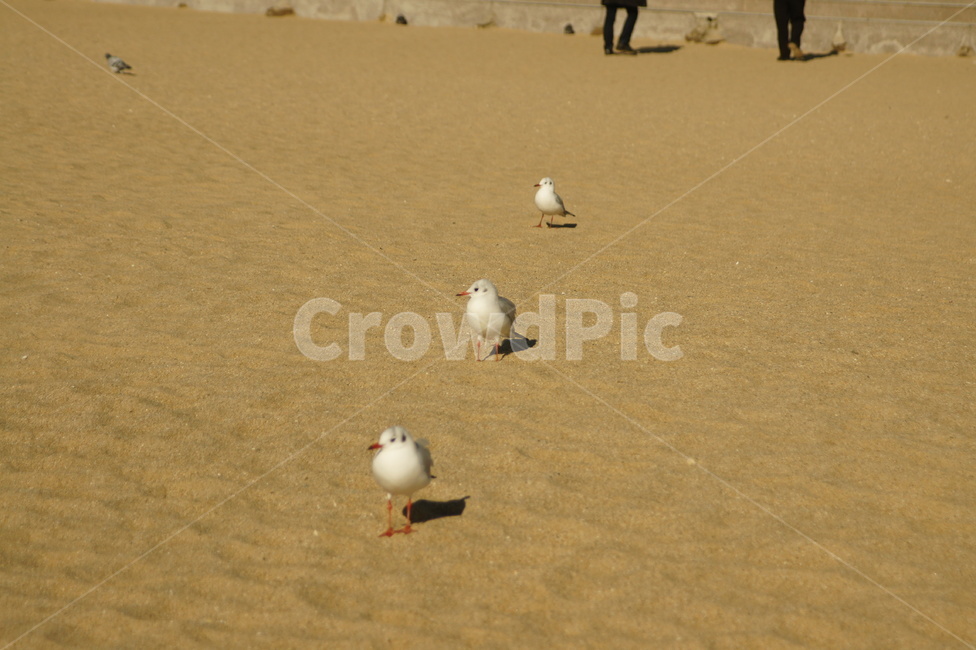 자연,nature,bird,새,sand,모래,seagull,갈매기,해변,바다,beach,sea,동물,animal,조류,새,birds
