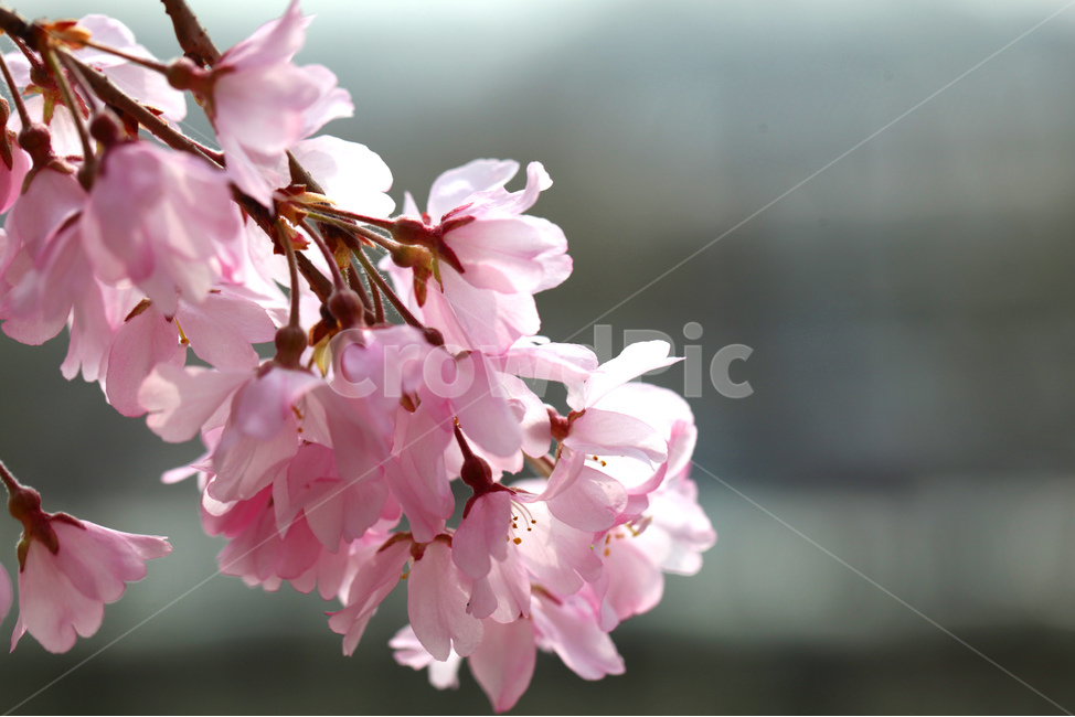 꽃,벚꽃,수양벚꽃,봄,봄꽃,핑크,분홍,접사,봄,계절,spring,season,plant,식물,blossom,flower
