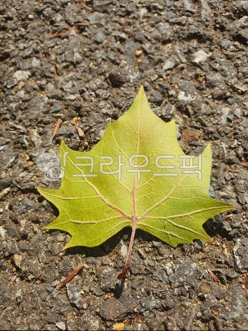 낙엽,녹색,나무,잎,가을