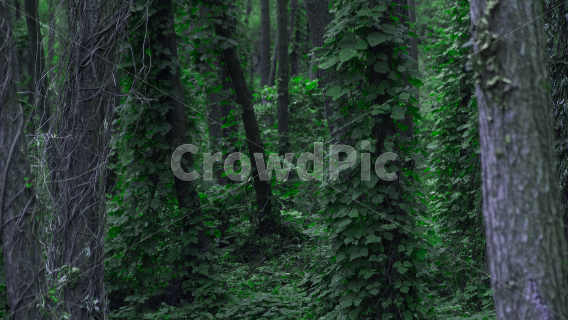 vegetation,초목,plant,식물,tree,옥외,outdoors,나라,land,나무,nature,자연,woodland,삼림지,숲,forest,자연,풍경,nature,landscape,나무,trees,wood