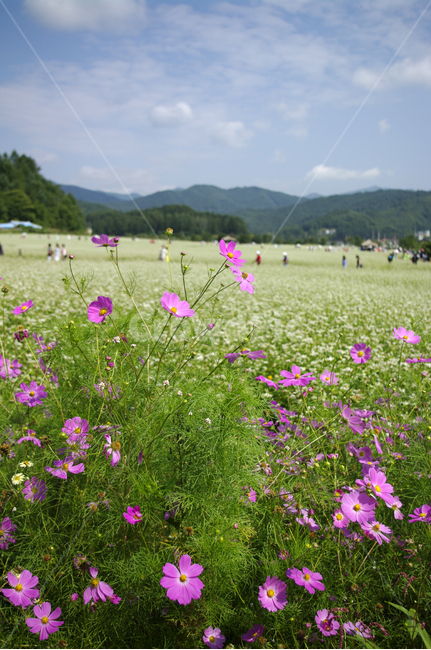 코스모스,가을,꽃,flower,식물,식물,자연,plants,nature,꽃,flower