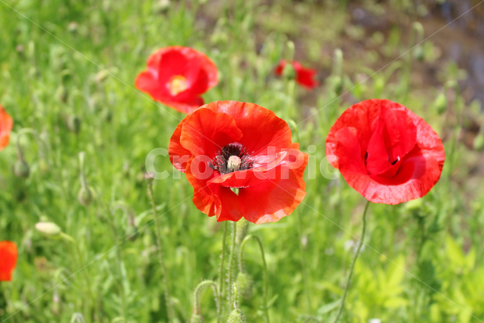 양귀비,꽃,자연,빨강,감성사진,red,flower