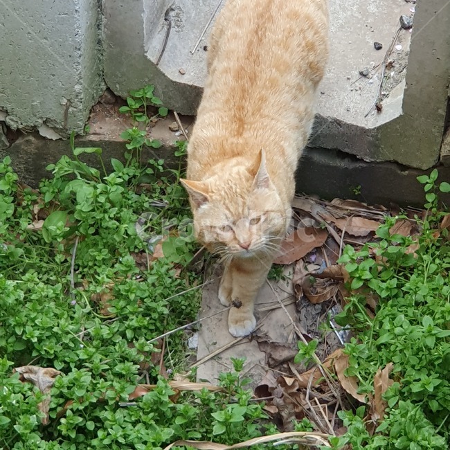 고양이,길고양이,cat,고양이얼굴,뚱냥이,몽환,풀