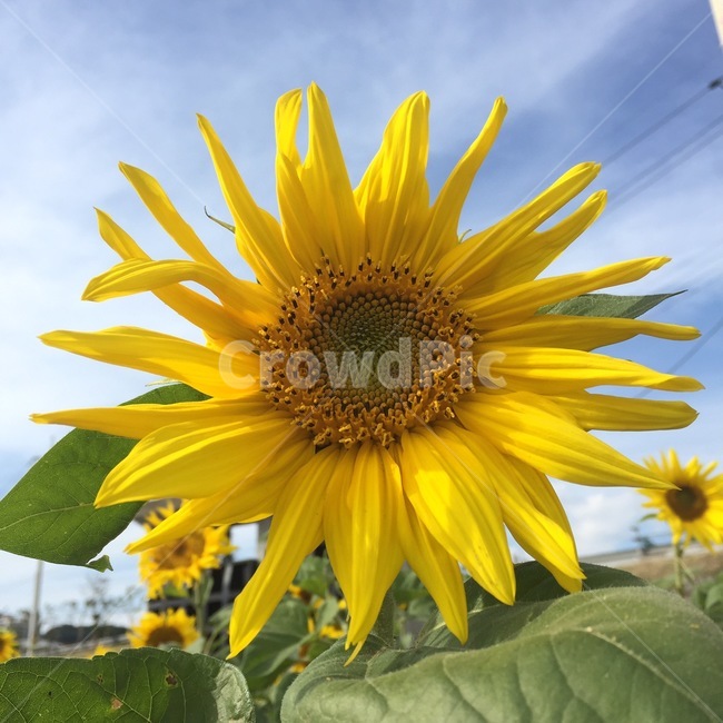 해바라기,해바라기씨,노란색,sunflower,해,여름,계절,summer,season,식물,자연,plants,nature,꽃,flower,plant,blossom