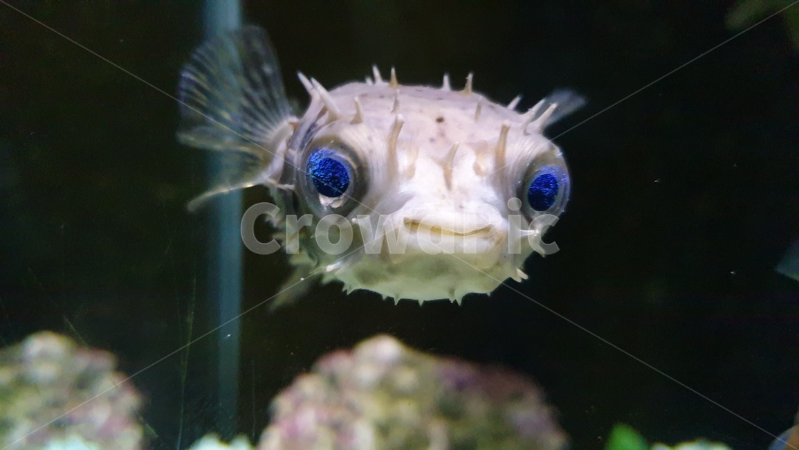 thorn,fish,blue eyes,Blowfish,Blueeyed puffer fish