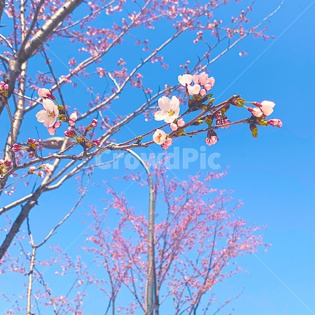 벚꽃,봄,감성사진,벚나무,lofi