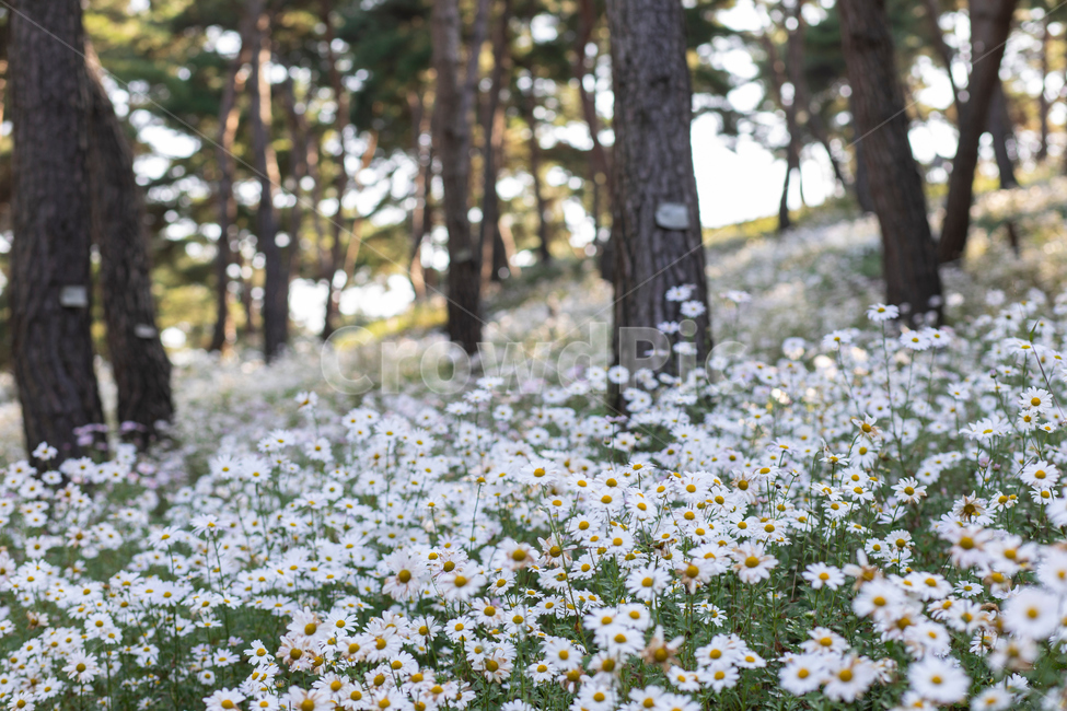 데이지,daisy,꽃,구절초,자연,식물,plants,season,nature,outdoor,꽃축제,한국,꽃밭,korea,flower,계절,blossom,bloom,purple,beautiful,근접촬영,들꽃,야생화,소나무,풍경,나무,나무숲,숲,가을,국화,tree,식물,자연,plants,nature,꽃,flower