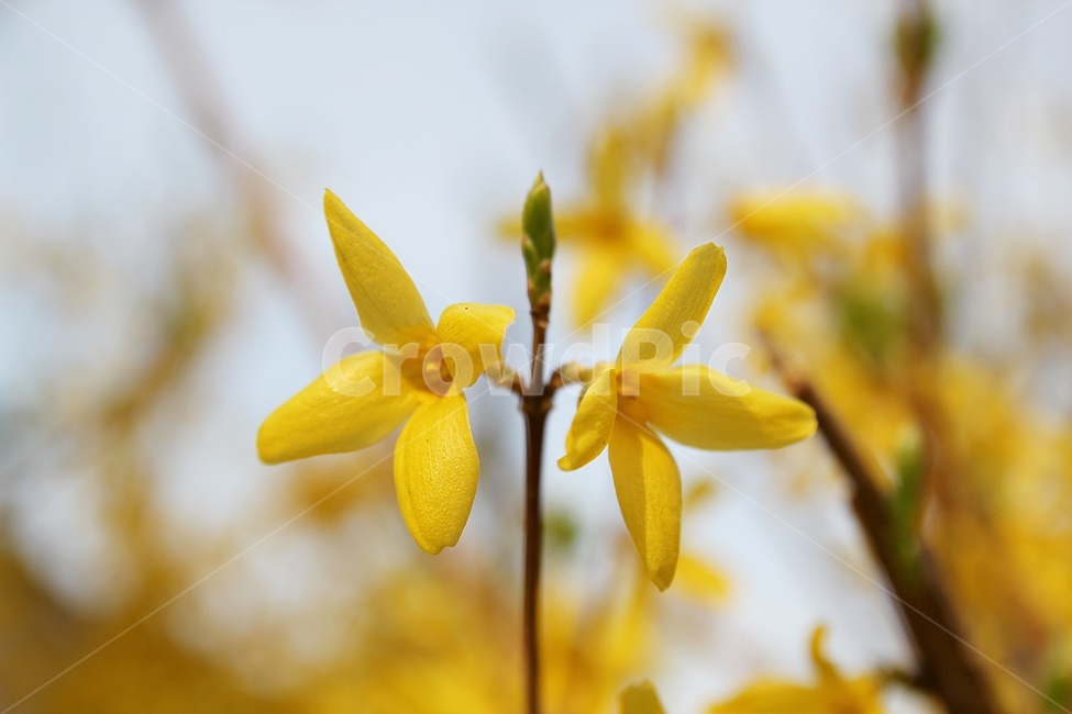 plant,식물,petal,꽃잎,flower,꽃,blossom,개나리,노란색,봄,상춘객,나무