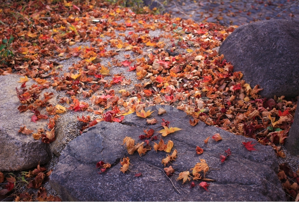 가을,낙엽,돌,잎,알록달록,자연,가을,계절,fall,autumn,season,plant,식물,leaf,tree,나무,maple,단풍