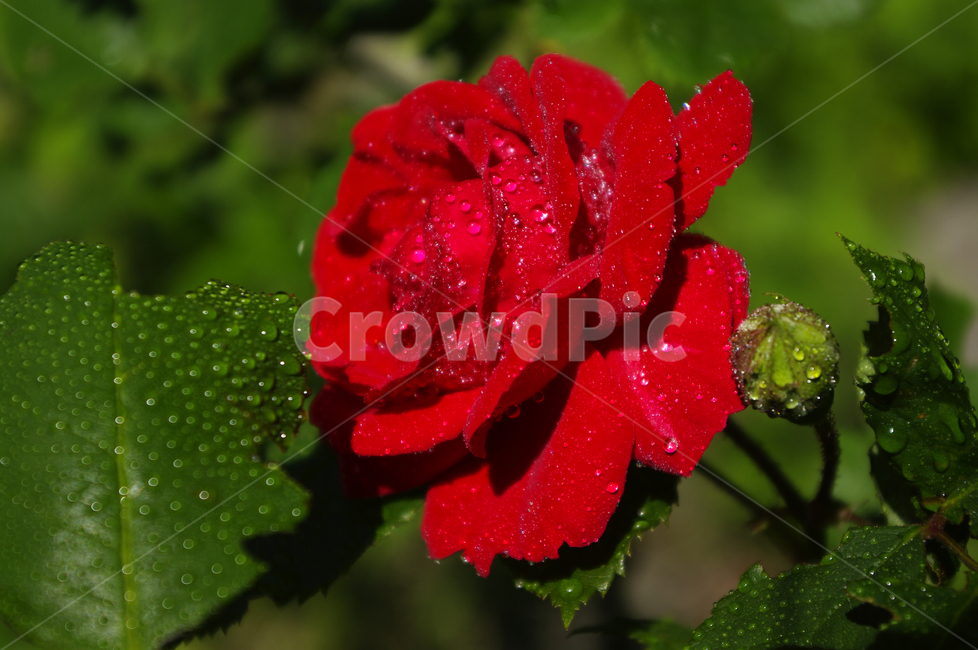 꽃,식물,flower,plant,장미,식물,자연,plants,nature,꽃,flower