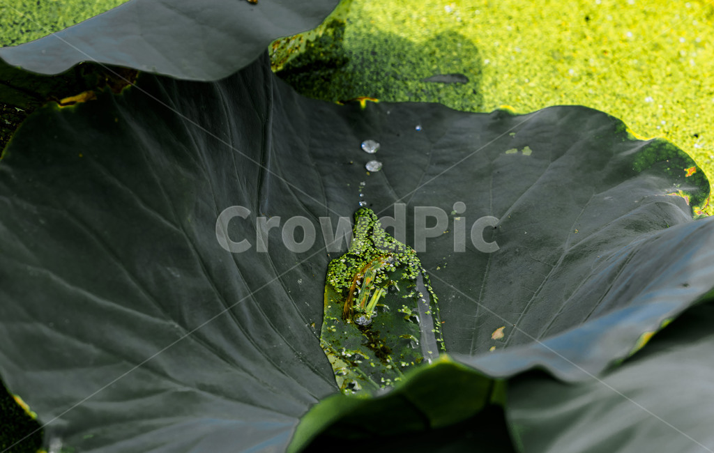 연잎,연,낙화,식물,감성,자연,관곡지,습지,빗방울,개구리밥,식물,자연,plants,nature