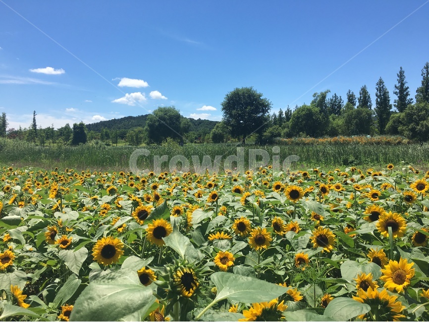 해바라기,해바리기꽃,꽃,노란꽃,풍경,순천,순천만정원,국내풍경,sunflower,하늘,파란하늘,노란색,자연,풍경,nature,landscape,plant,식물,flower,blossom