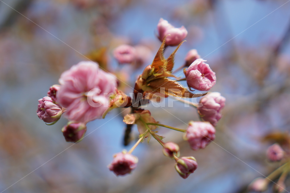 벚꽃,꽃,겹벚꽃,봄,분홍꽃,봄꽃,식물,bud,싹,flower,blossom,sprout,새싹,plant,매화,분홍,분홍색,예쁜,아름다운,화사한