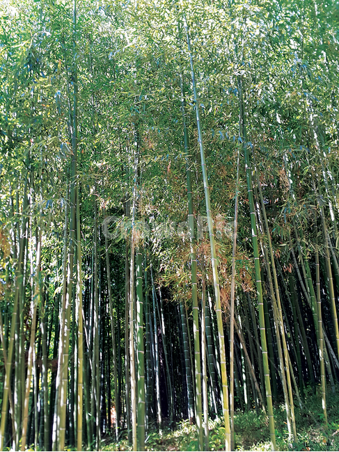 대나무,대나무숲,식물,풍경,자연,숲,자연,풍경,nature,landscape,plant,bamboo