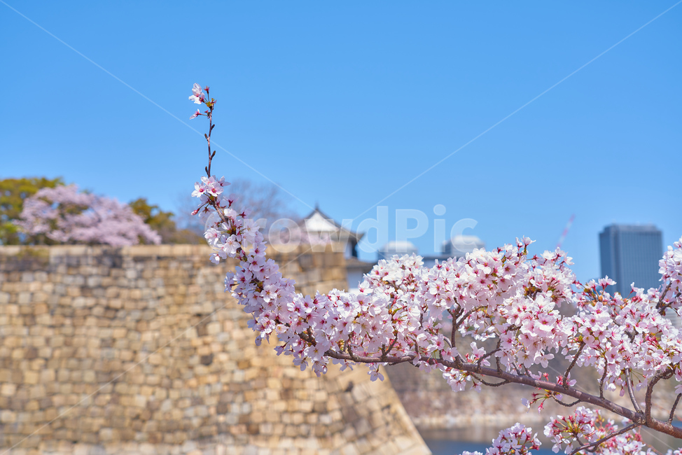 일본,오사카,벚꽃,봄,교토,spring,봄,계절,spring,season,해외,외국,세계,foreign,oversea,world,식물,자연,plants,nature,꽃,flower,plant,blossom