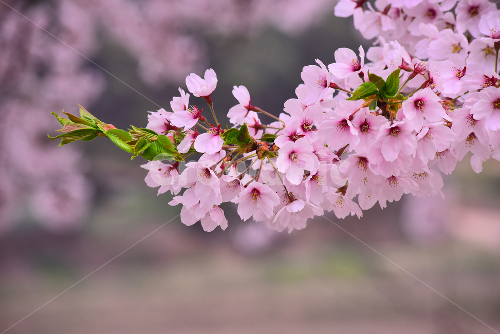 벚꽃,봄꽃,봄배경,분홍색꽃,핑크색,나무꽃,springflowers,시즌,계절,배경,cherryblossom,체리블러썸,바탕,season,백그라운드,야외,옥외,아웃도어,blossom,꽃,flower,식물,plant