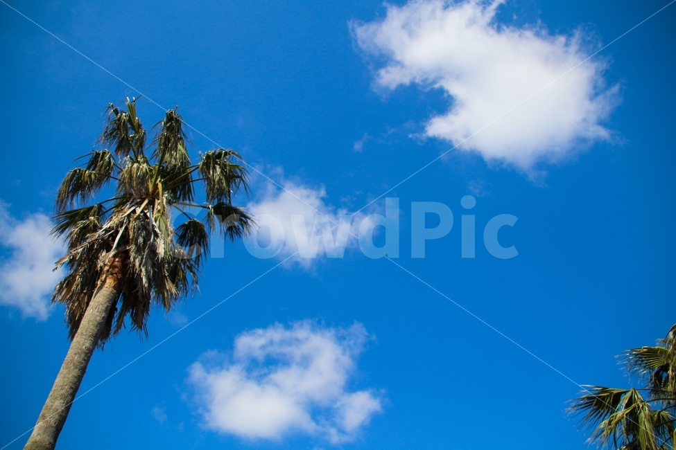 제주도,야자수,파란하늘,구름,jejuisland,skyblue,cloud,jeju,여름,계절,summer,season,식물,자연,plants,nature,tree,나무,plant,palm tree