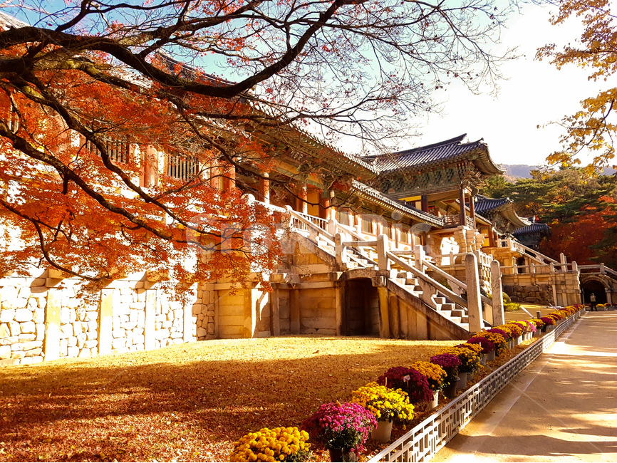 불국사,가을,사찰,단풍나무,풍경,가을,계절,fall,autumn,season,한국전통,한국문화,korean traditional,korean culture,랜드마크,landmark,tourist attraction,한국랜드마크,한국관광지,한국명소,korea landmark,korea tourist attraction,종교,신앙,religion,belief,faith,건축물,건물외관,exterior,building,structure,architecture,construction,handrail,난간,banister,건물