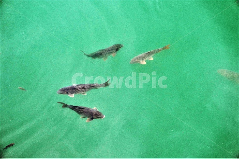 물고기,연못,자연,동물,물,동물,animal,어류,물고기,fish