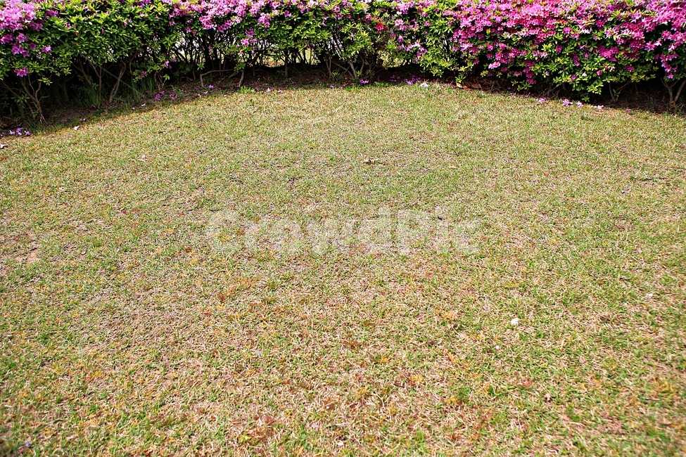 철죽,꽃,공원,풍경,자연,배경
