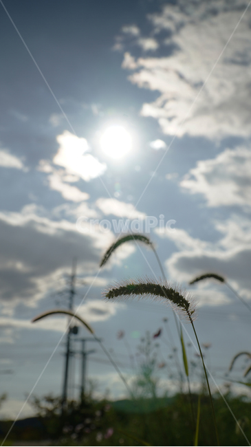 grass,잔디,plant,식물,flare,플레어,light,빛,해,볕,햇볕,강아지풀,풀,하늘,구름,포커싱,식물,자연,plants,nature