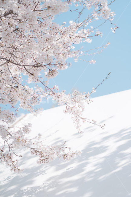 봄꽃,꽃,벚꽃,spring,자연,식물,자연,plants,nature,꽃,flower