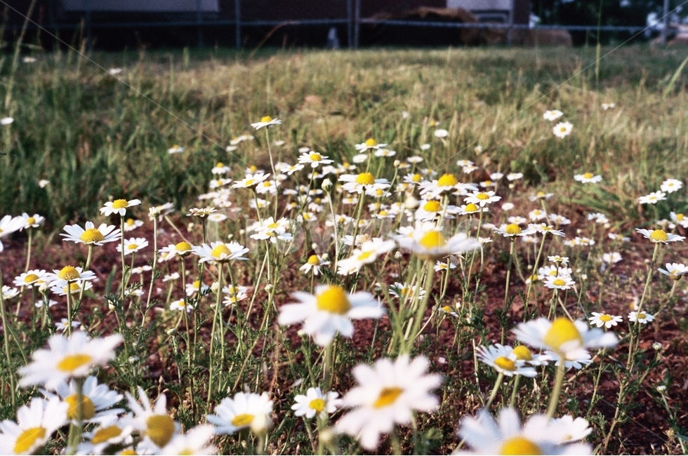 꽃밭,잔디밭,꽃,잔디,들국화,식물,자연,plants,nature,꽃,flower
