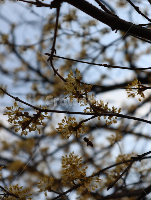 산수유,벌,식물,곤충,봄,식물,자연,plants,nature,꽃,flower