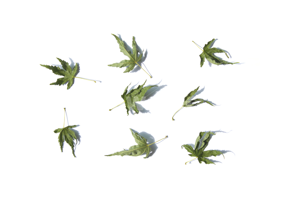 마른,말린,단풍잎,단풍,나뭇잎,잎,잎사귀,이파리,자연,식물,흰배경,떨어진,시든,시들다,녹색,그린,초록색,탑,탑뷰,탑앵글,식물,자연,plants,nature