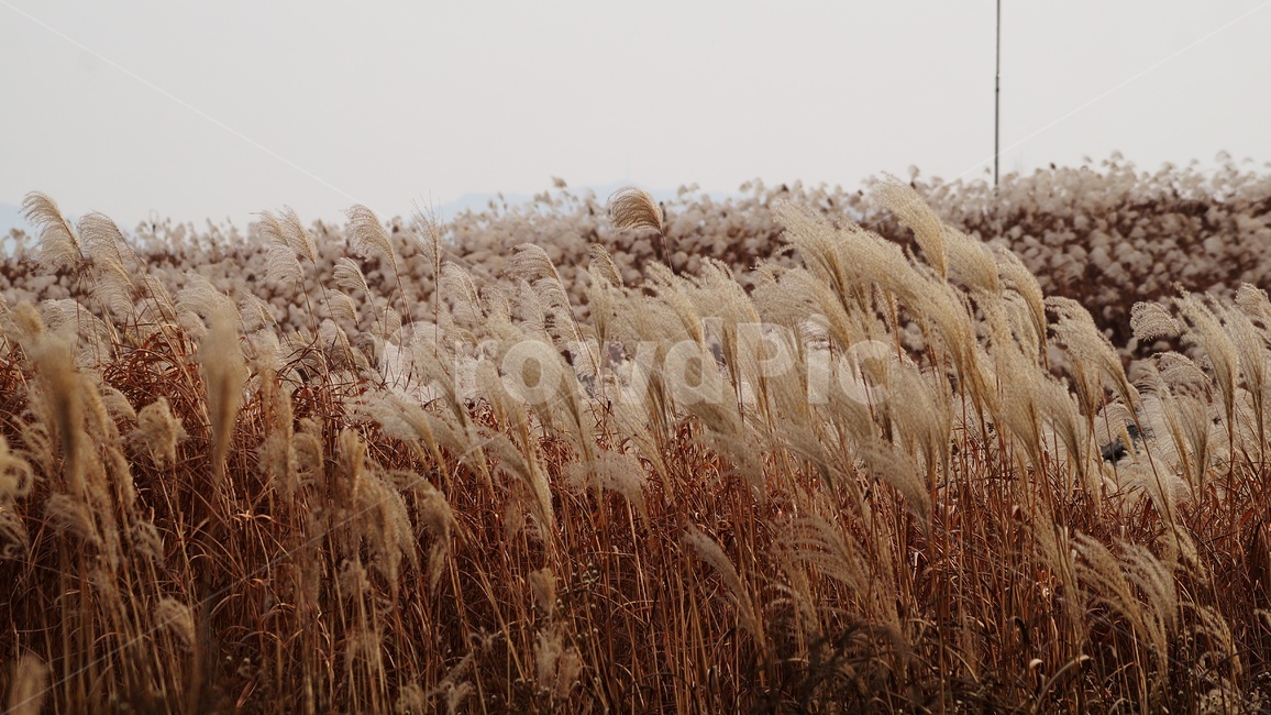 가을,가을풍경,하늘공원,억세풀,갈대,가을,계절,fall,autumn,season,식물,자연,plants,nature,plant,food,음식,vegetable,야채,grain,곡물