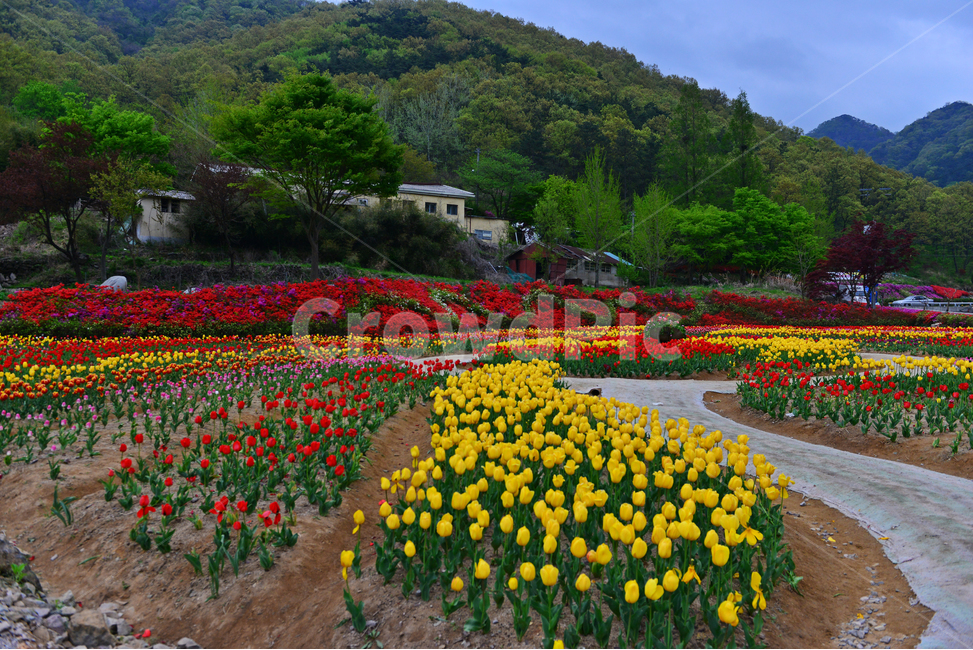 무등산,동적골,튤립축제,철쭉,패턴,봄,계절,plant,식물,flower,blossom,꽃,tulip,튤립