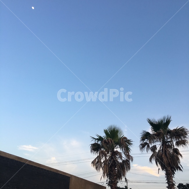 제주도,야자수,하늘,sky,palmtree,자연,풍경,nature,landscape,tree,나무,plant,식물,palm tree