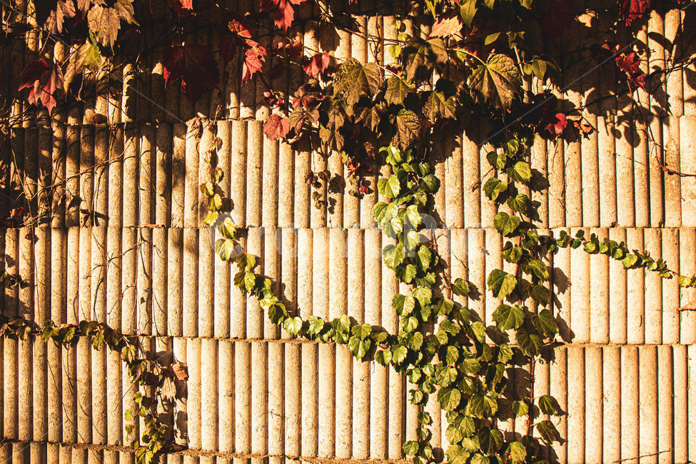 plant,식물,벽,햇빛,sunset,light,담쟁이넝쿨,식물,자연,plants,nature