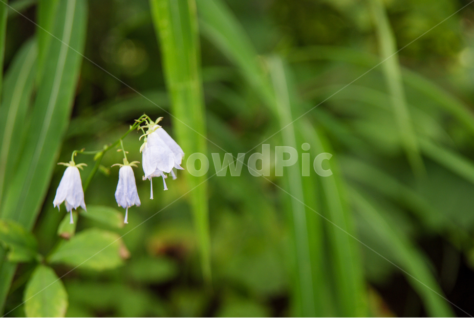 plant,식물,잔대,초롱꽃목,초롱꽃과,uprightladybell,식물,자연,plants,nature,꽃,flower