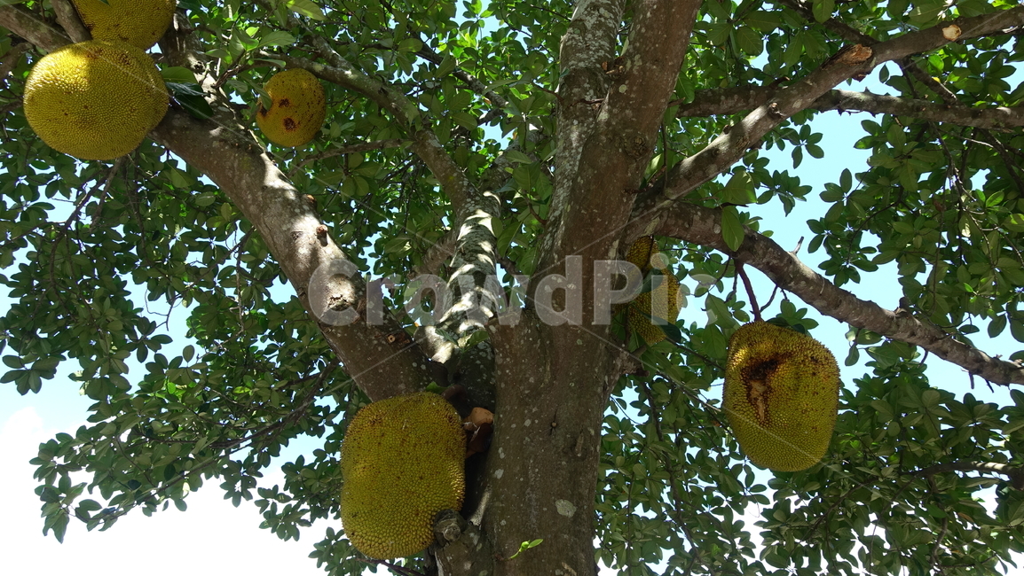 잭프루트,과일,fruit,jackfruit,나무,tree