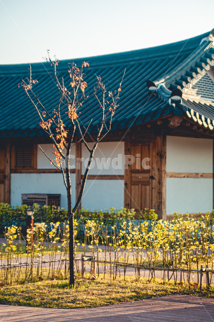한옥,나무,지붕,감성,wood,roof,한국전통,한국문화,korean traditional,korean culture