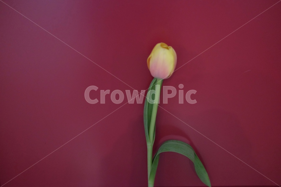 꽃,자연,녹색,green,flower,꽃,flower